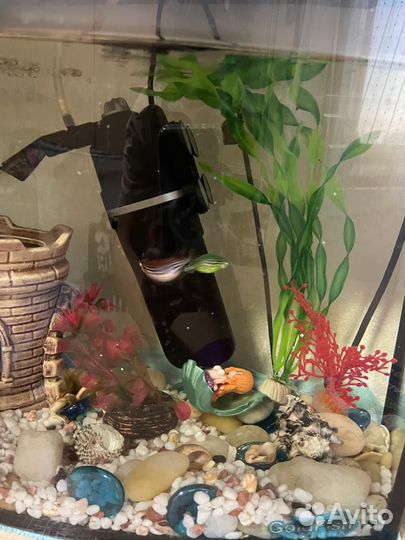 Аквариумные рыбки бесплатно