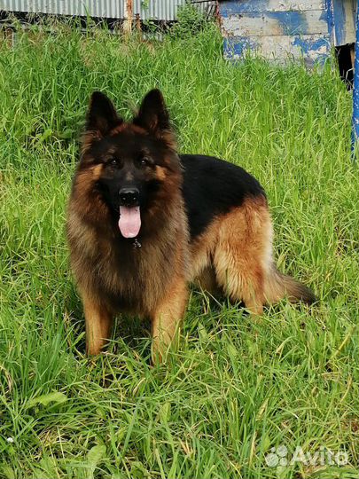 Немцы(вязка)