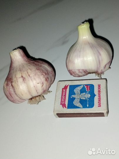 Чеснок