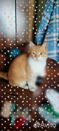 Кошечка бесплатная