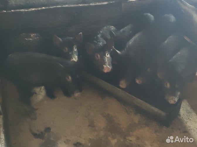 Вьетнамские вислобрюхие поросята