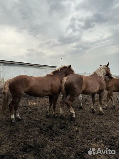 Советские тяжеловозы, лошади