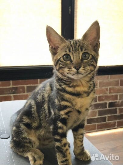 Саванна ф6 сбт