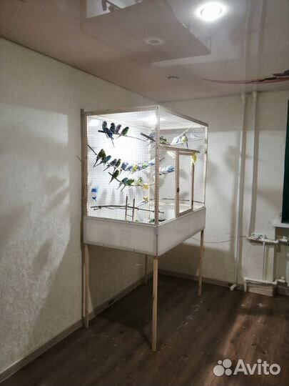 Продаются волнистые попугайчики