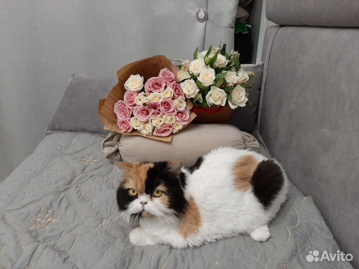 Кошки породистые бесплатно