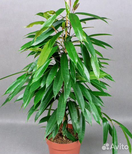 Фикус амстел кинг срез черенки