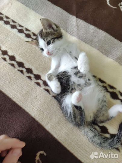 Котенок мальчик 1,5 мес