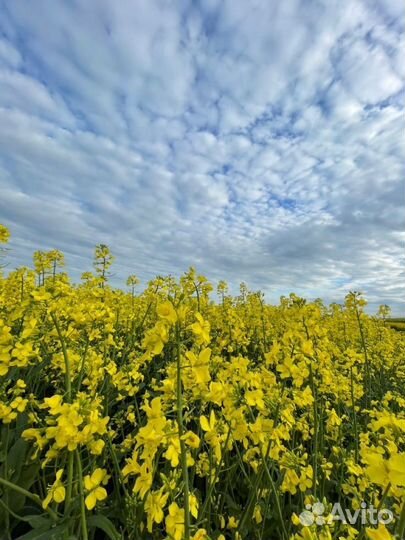 Семена рапса