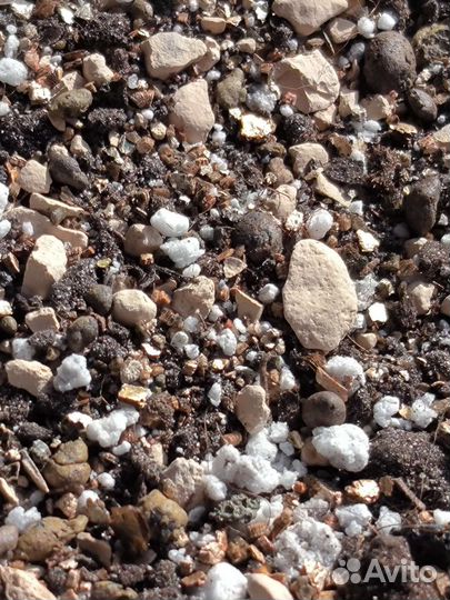 Грунт для кактусов и суккулентов