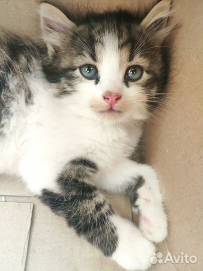 Котенок мальчик ищет дом