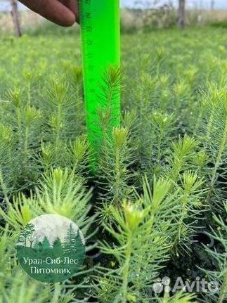 Зкс Сосна сеянцы Ели Лиственницы окс Голуб Горная