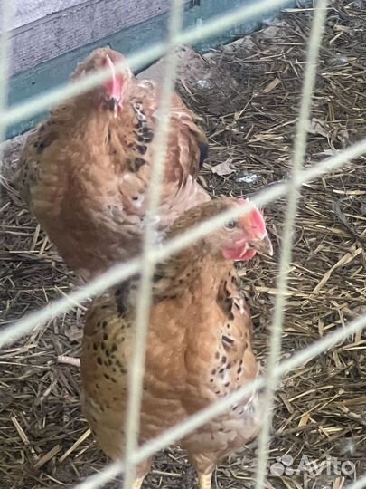 Молодые петухи