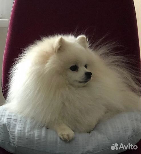 Шпиц белый. Вязка