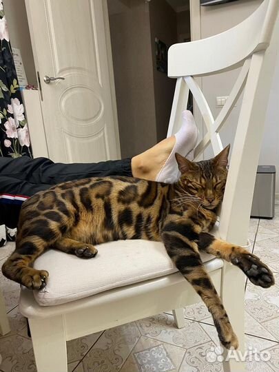 Бенгальский кот