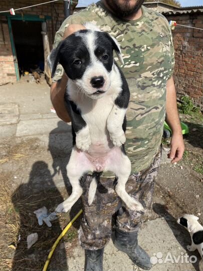 В добрые руки