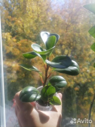 Пеперония, бегония, каланхой