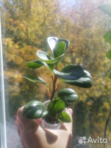 Пеперония, бегония, каланхой