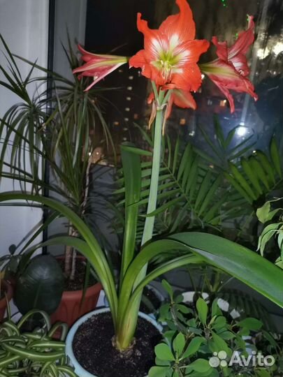 Гиппеаструм