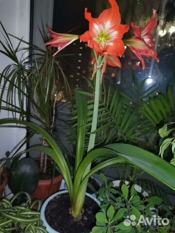 Гиппеаструм