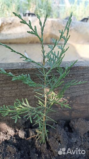 Туя Восточная