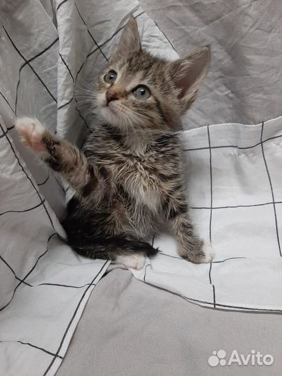 Тимошка 1,5 месяца