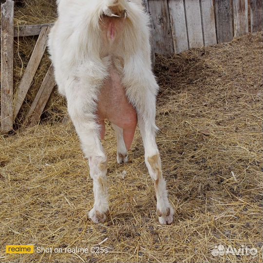 Продам коз нубийки