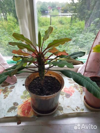 Комнатные растения