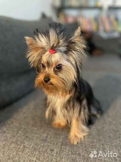 Продам щенка