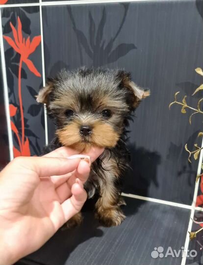 Йоркширский терьер