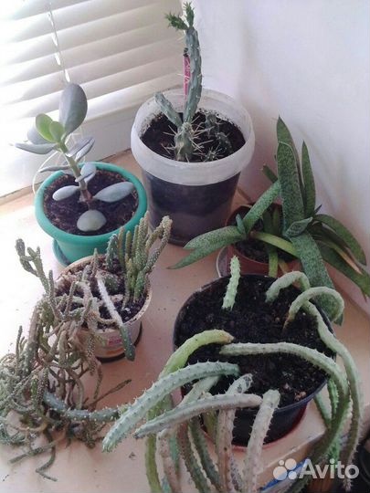 Кактусы и суккуленты пакетом