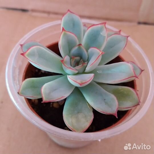 Суккуленты Часть 1