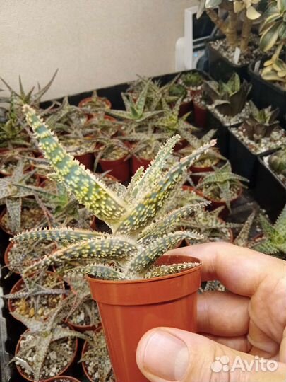 Кактусы и суккуленты