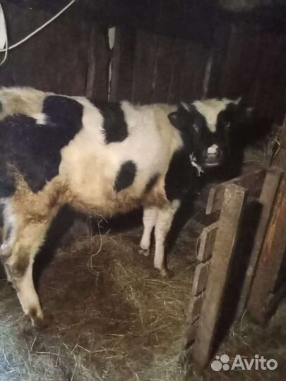 Корова бык тёлка