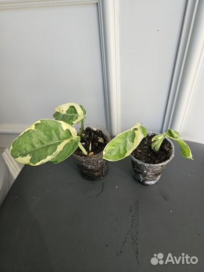 Сциндапсус неон, филодендрон сканденс