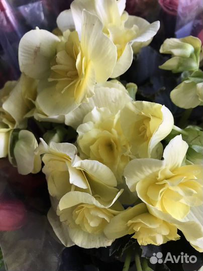 Цветы ко Дню Учителя