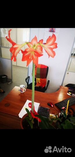 Гиппиаструм