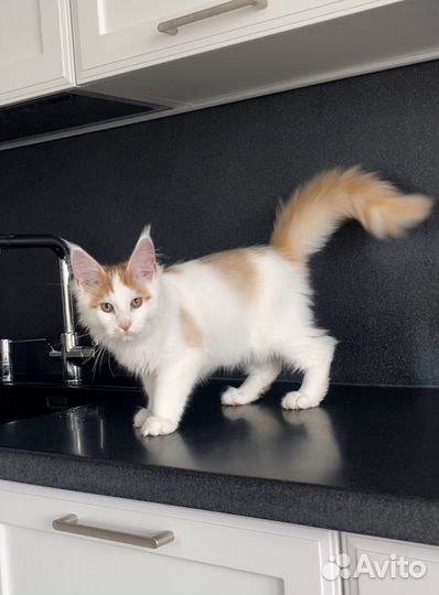 Мейн-кун котик
