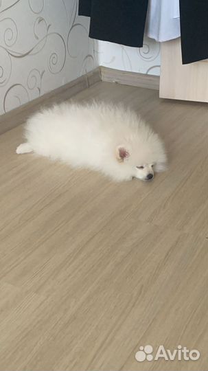 Немецкий шпиц мальчик вязка