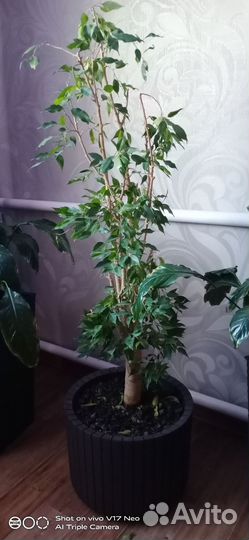 Комнатные цветы