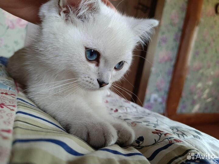 Британский котенок. серебристая шиншилла