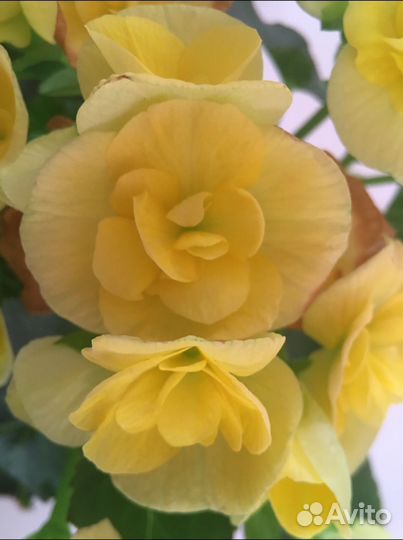 Бегония элатиор