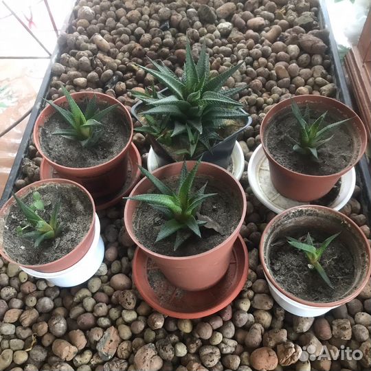 Алоэ хавортия лимифолия