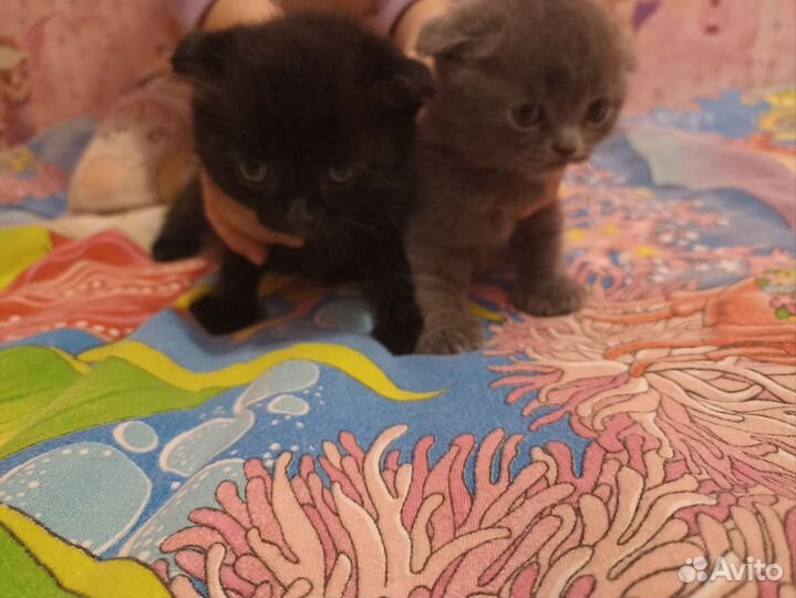 Шотландские вислоухие котята