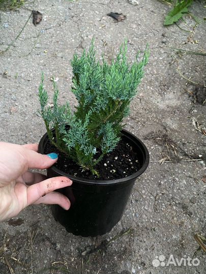 Можжевельник