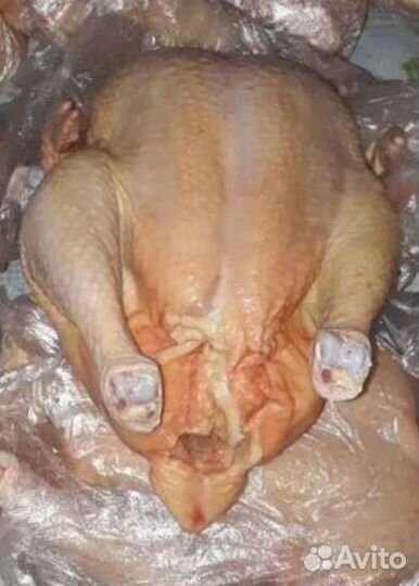 Домашний бройлер под заказ