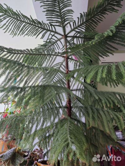 Араукария чилийская