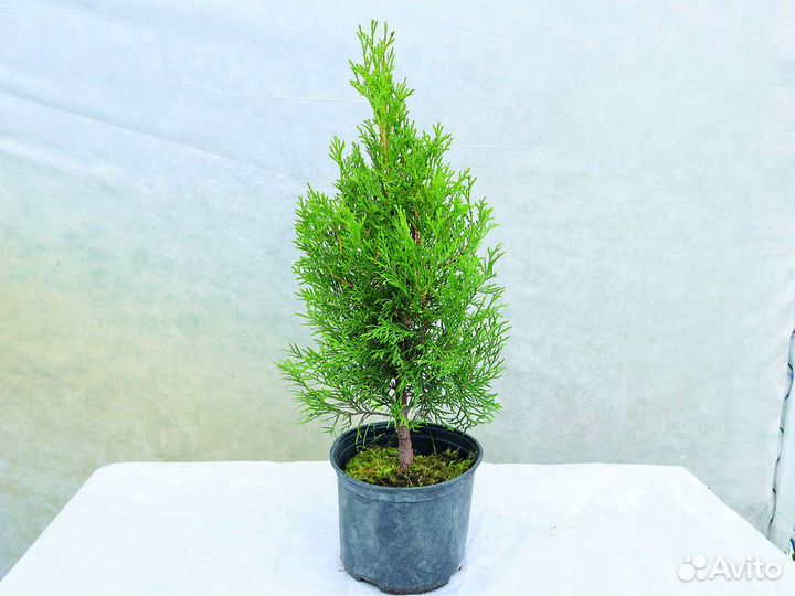 Туя западная 