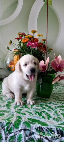 Продам лабрадора-девочку