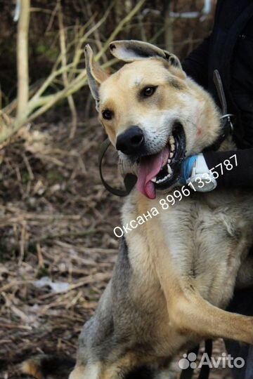 Отдам в добрые руки собаку