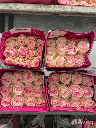 Розы оптом и в розницу